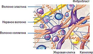 коллаген в организме