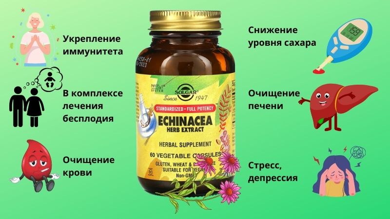 польза эхинацеи