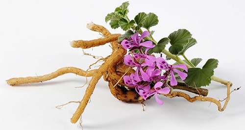 корень южноафриканской герани