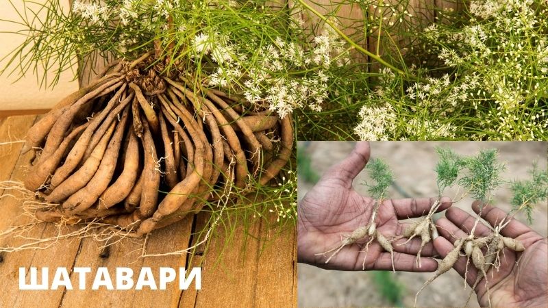Растение Шатавари внешний вид