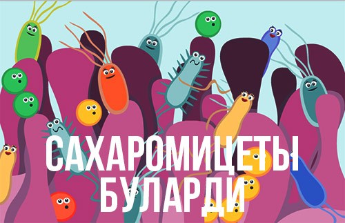 сахаромицеты буларди