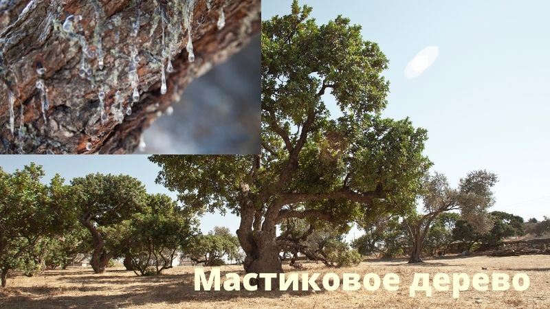 мастиковое дерево