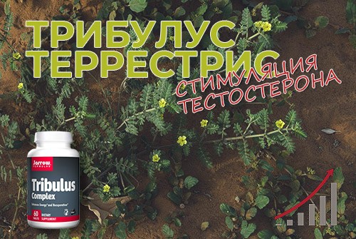 трибулус террестрис