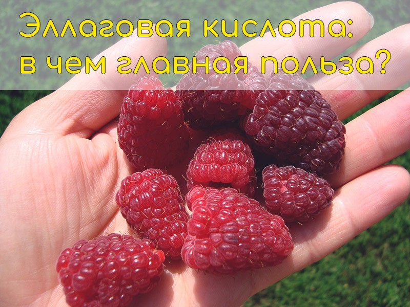 эллаговая кислота