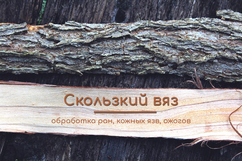 скользкий вяз