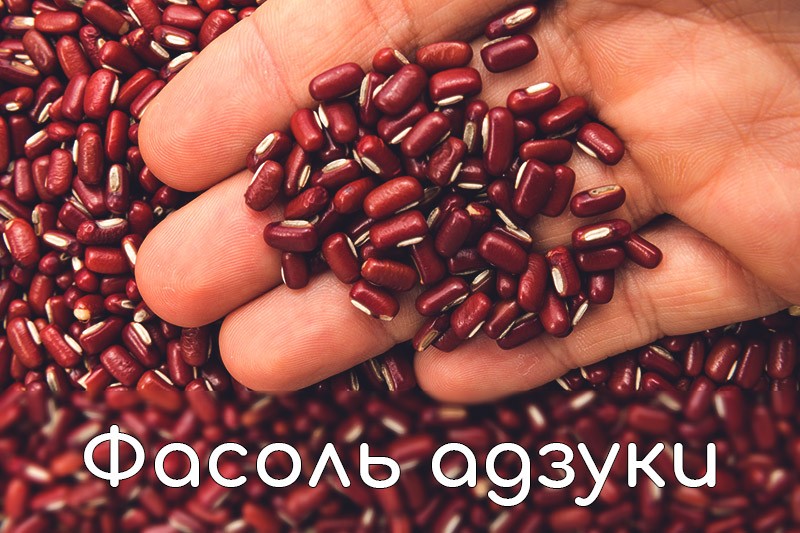 фасоль адзуки