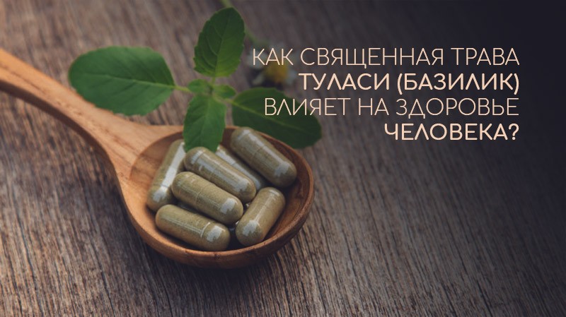 базилик священный