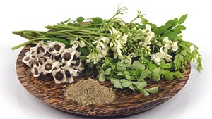 моринга масличная