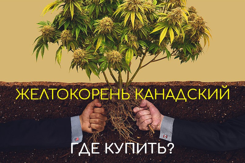 желтокорень канадский