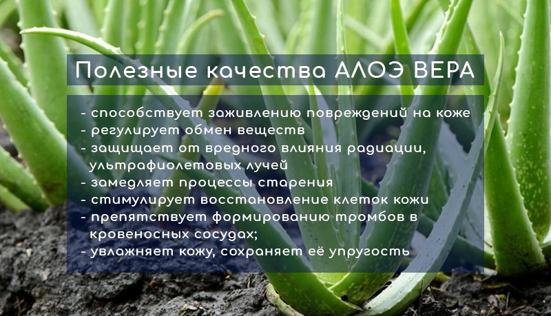 алоэ вера