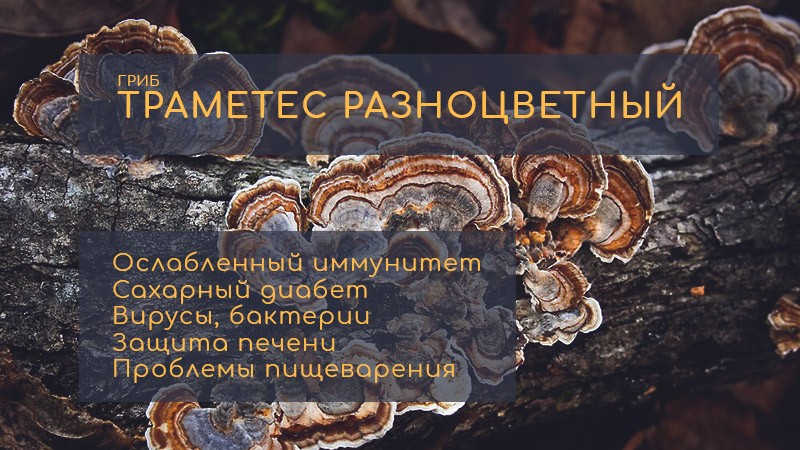 траметес разноцветный