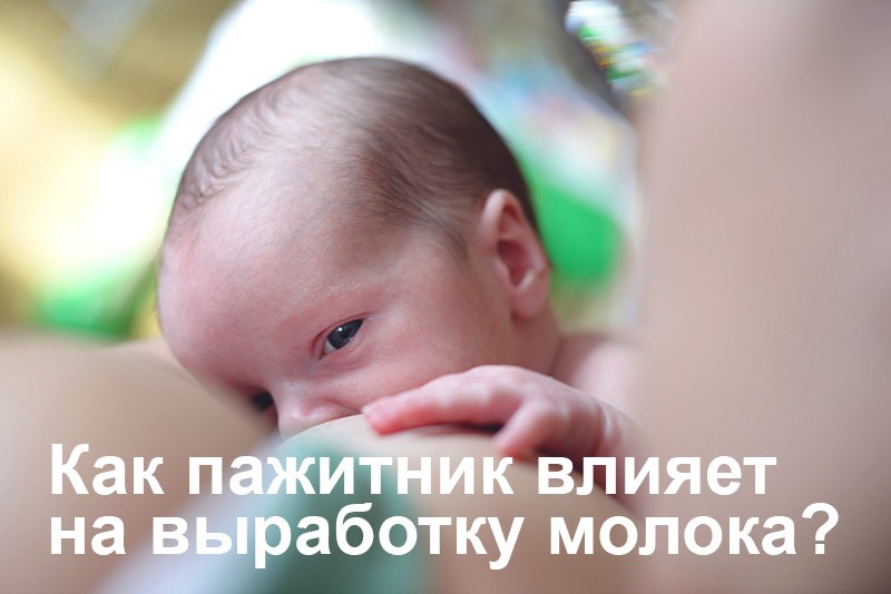 пажитник для выработки молока