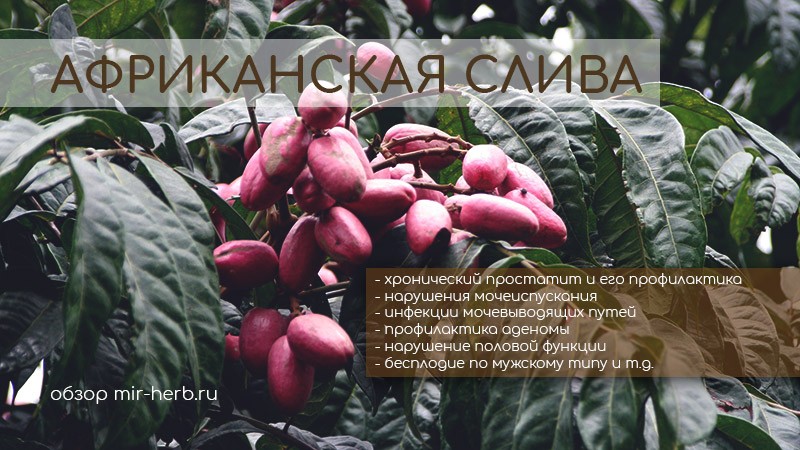 Африканская слива