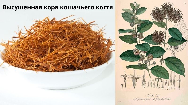 внешний вид кошачьего когт
