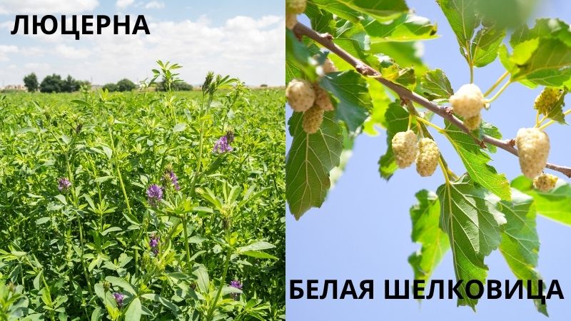 Люцерна и шелковица