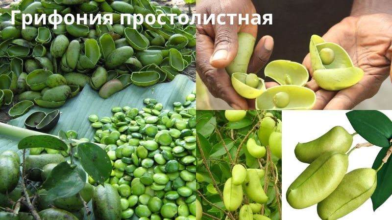 Растение грифония простолистная
