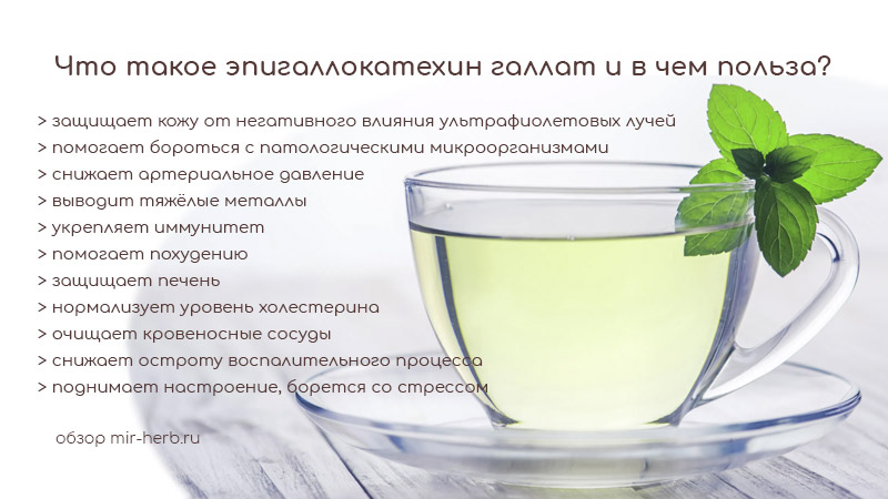 эпигаллокатехин галлат