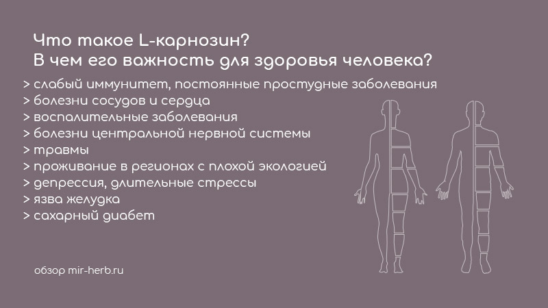 l-carnosin для здоровья человека
