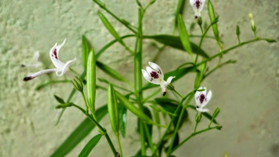 Андрографис метельчатый