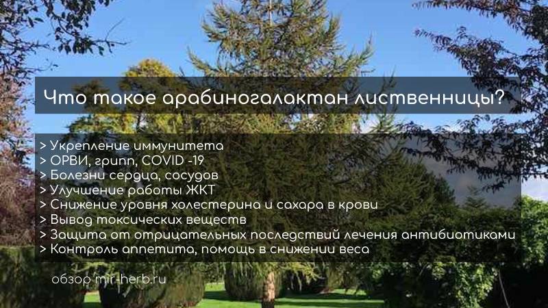 Что такое арабиногалактан лиственницы?