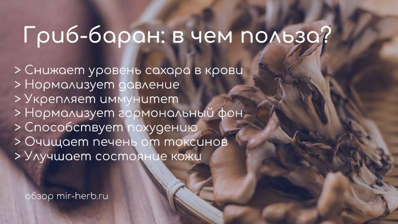 Гриб-баран в чем его польза для человека