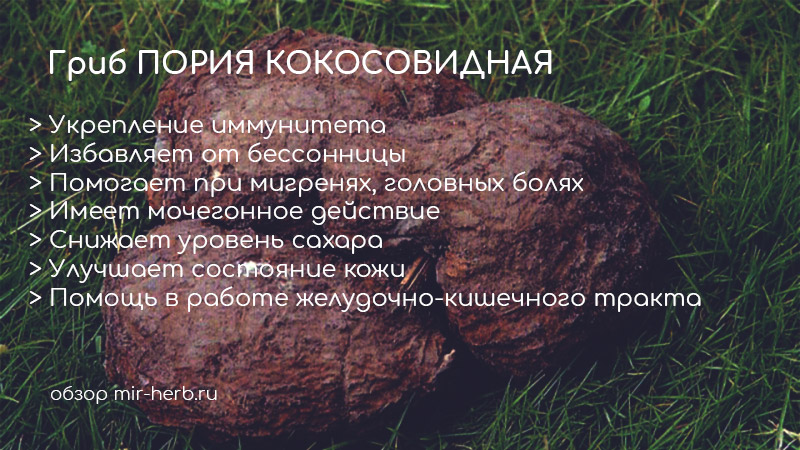 гриб пория кокосовидная