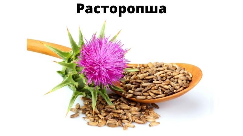 Расторопша фото